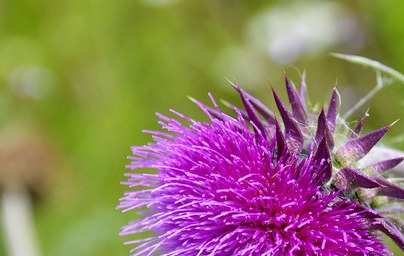 Масло от бял трън (Silybum marianum) Масло от бял трън (Silybum marianum)